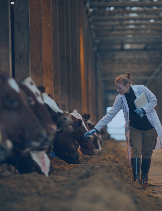 Rumifarm Hakkında